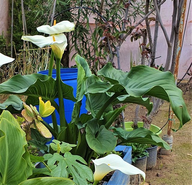 Bulbitos de cala gigante (Zantedeschia aethiopica)