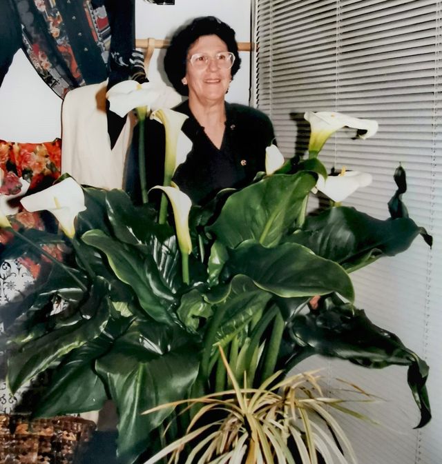 Bulbitos de cala gigante (Zantedeschia aethiopica)