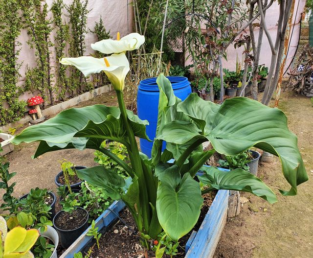 Bulbitos de cala gigante (Zantedeschia aethiopica)