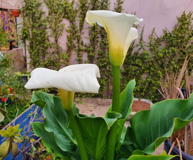 Bulbitos de cala gigante (Zantedeschia aethiopica)