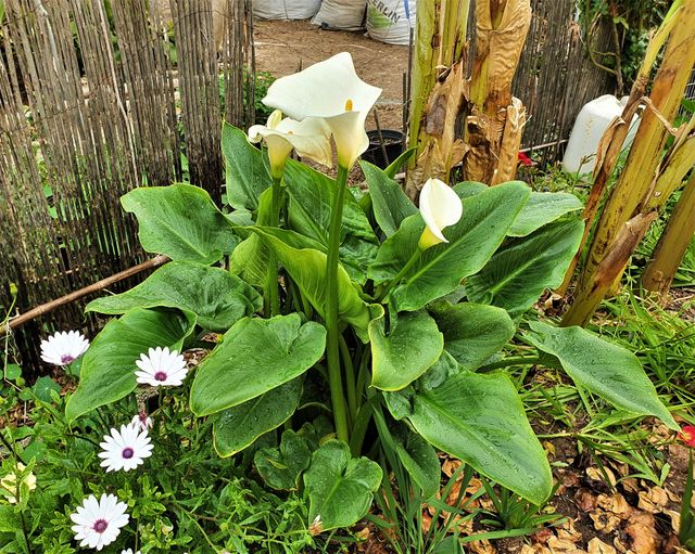 Bulbitos de cala gigante (Zantedeschia aethiopica)