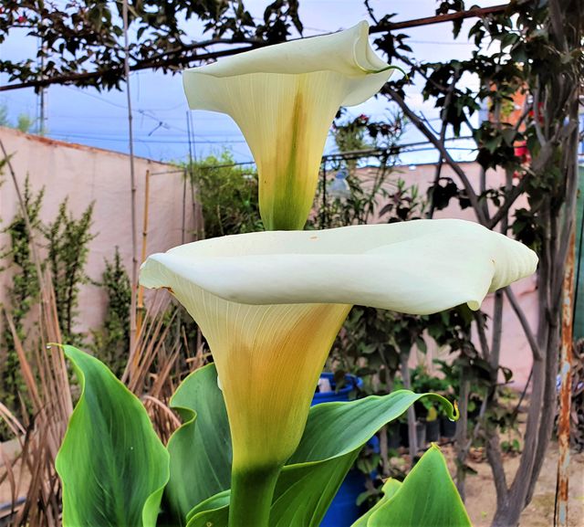 Bulbitos de cala gigante (Zantedeschia aethiopica)