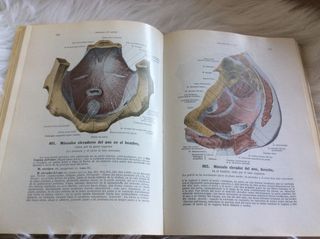 Libros de anatomía humana