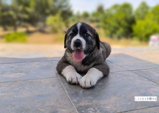 Sesión de fotos para tu mascota