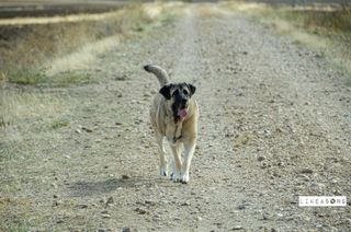 Sesión de fotos para tu mascota