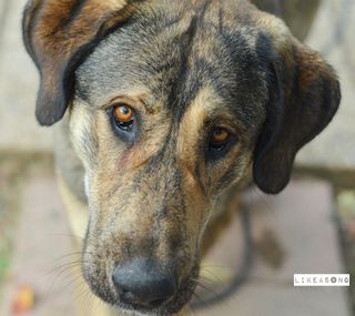 Sesión de fotos para tu mascota