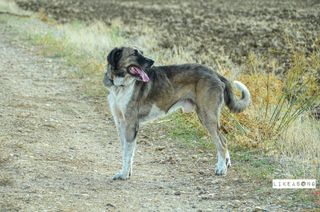 Sesión de fotos para tu mascota
