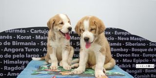 Sesión de fotos para tu mascota