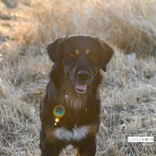 Sesión de fotos para tu mascota