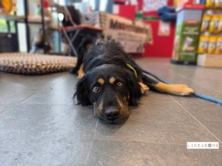 Sesión de fotos para tu mascota