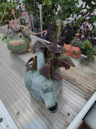 Maceta, regadera, decoración jardín , florero