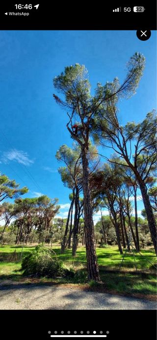 Tala y poda en altura