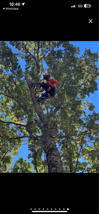 Tala y poda en altura