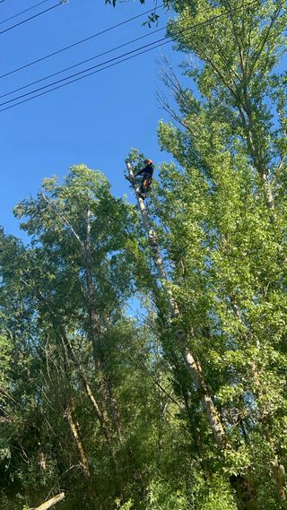 Tala y poda en altura