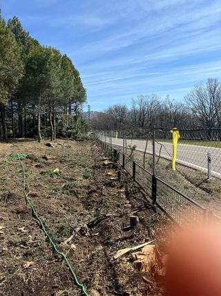 Tala y poda en altura