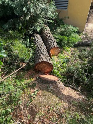 Tala y poda en altura