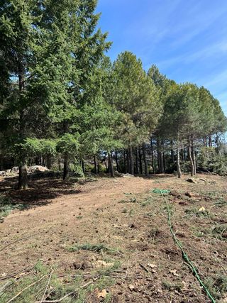 Tala y poda en altura