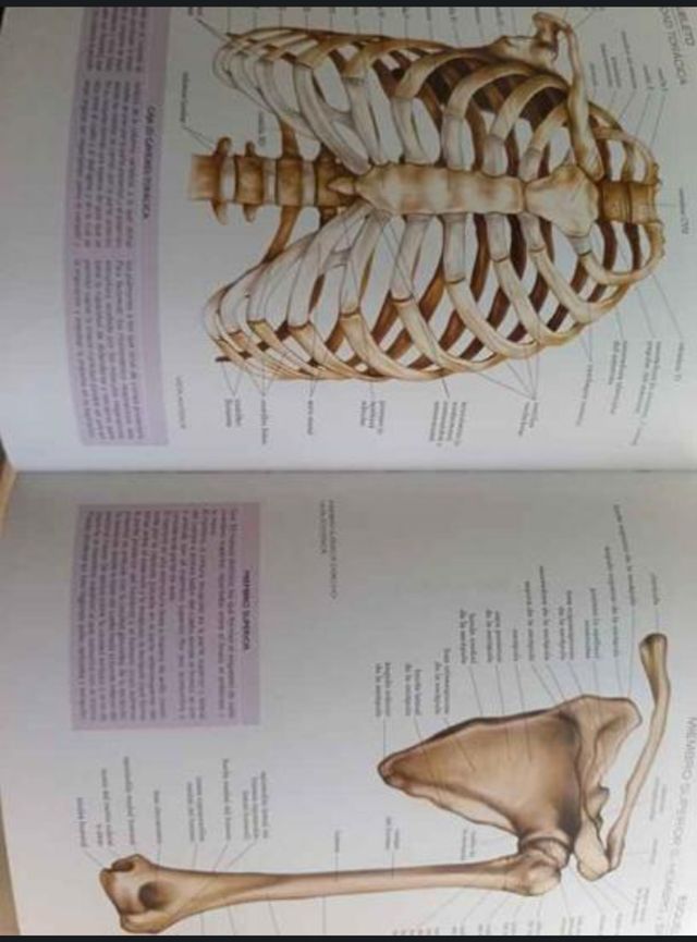 ATLAS ILUSTŔADO DE ANATOMIA