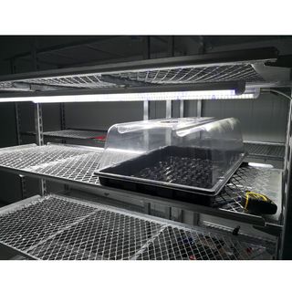 Carro para crecimiento de clones cultivo indoor