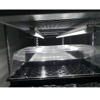 Carro para crecimiento de clones cultivo indoor