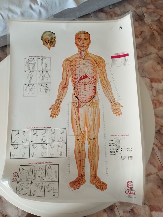 Posters de acupuntura plastificados