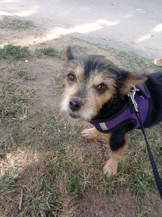 CUIDADORA DE PERROS Y GATOS