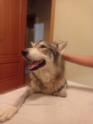 CUIDADORA DE PERROS Y GATOS