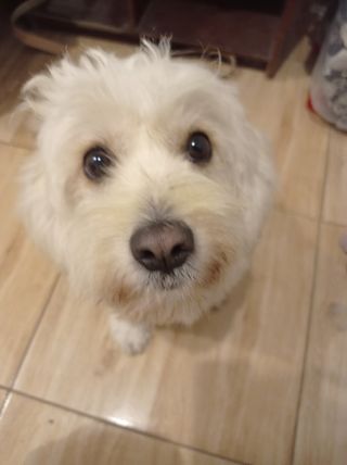 CUIDADORA DE PERROS Y GATOS