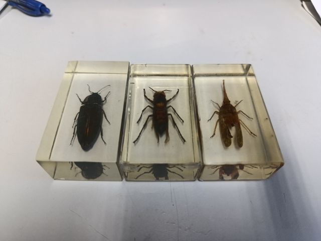 Insectos metacrilato