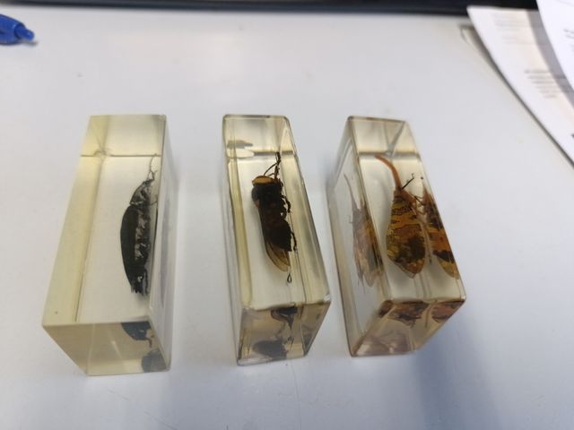 Insectos metacrilato