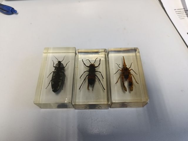 Insectos metacrilato