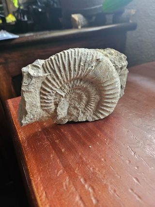 AMONITE FOSIL