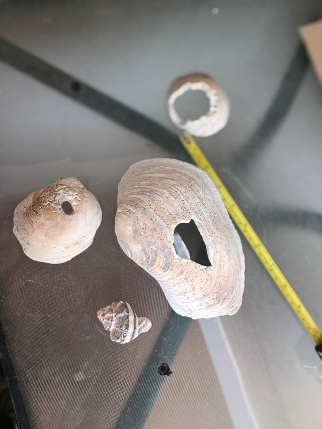 Conchas y red acuario