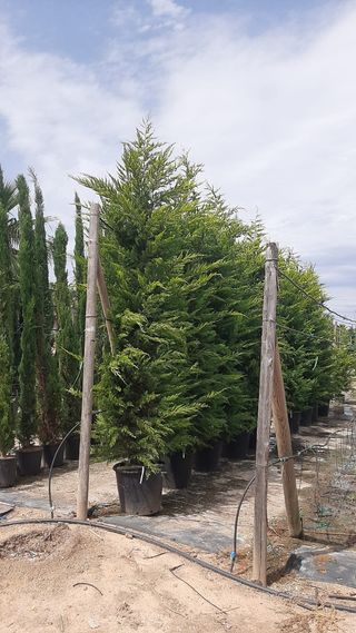 Plantas