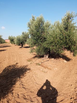 Chalets en venta con mucho terreno, semiurbano