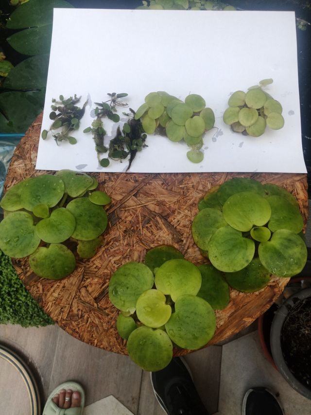 Planta flotante acuario y estanque