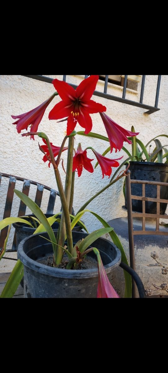Amarilis FLOR PEQUEÑA EN ROJO