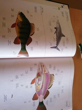 Gran Enciclopedia Del Mundo 