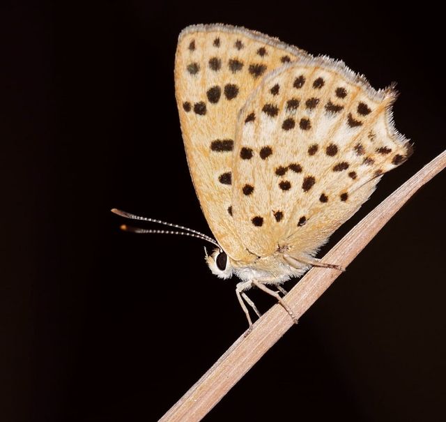 Objetivo Sigma 150 mm macro para Canon.