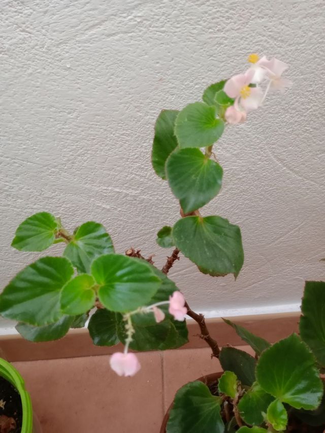 Planta de flores Begoña hirtella