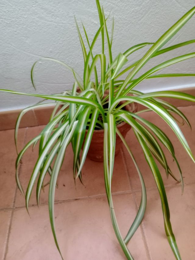 Planta de Cintia bariegata