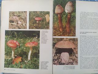 COLECCION TEMATICA PAL LA VIDA DE LAS PLANTAS