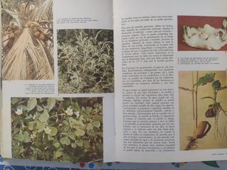 COLECCION TEMATICA PAL LA VIDA DE LAS PLANTAS