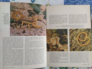 COLECCION TEMATICA PAL LA VIDA DE LOS ANIMALES