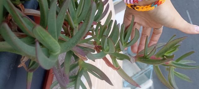 Esquejes Uña de gato