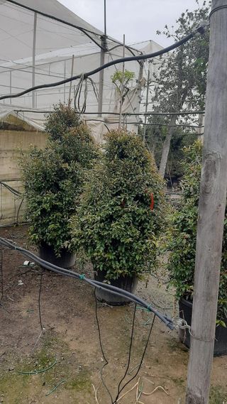 Plantas