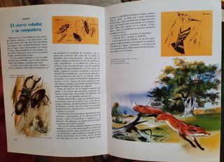 2 libros Los Animales y las Estaciones / Actividad