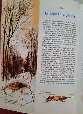 2 libros Los Animales y las Estaciones / Actividad