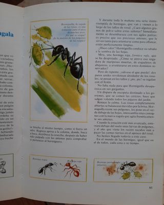 2 libros Los Animales y las Estaciones / Actividad