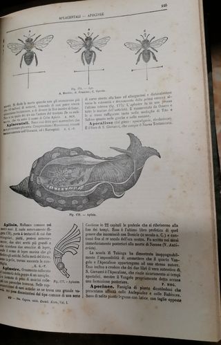 Libri Dizionario elementari 1905